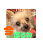 村山さんちのももちゃん（個別スタンプ：6）