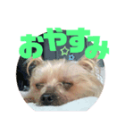 村山さんちのももちゃん（個別スタンプ：8）