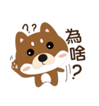 柴犬の小さな日（個別スタンプ：11）