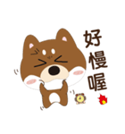 柴犬の小さな日（個別スタンプ：19）