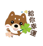 柴犬の小さな日（個別スタンプ：24）
