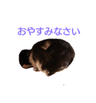 チンチラの日々（個別スタンプ：1）