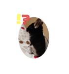 チンチラの日々（個別スタンプ：6）