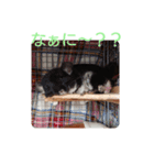 チンチラの日々（個別スタンプ：8）