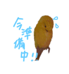 すけかく4（個別スタンプ：1）