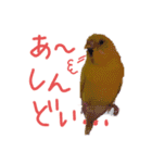 すけかく4（個別スタンプ：2）