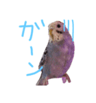 すけかく4（個別スタンプ：5）