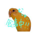 すけかく4（個別スタンプ：10）