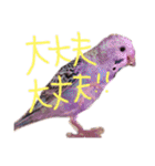 すけかく4（個別スタンプ：16）