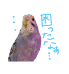 すけかく4（個別スタンプ：25）