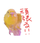 すけかく4（個別スタンプ：26）