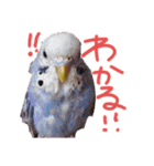 すけかく4（個別スタンプ：31）