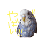 すけかく4（個別スタンプ：32）