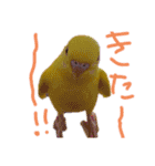 すけかく4（個別スタンプ：37）