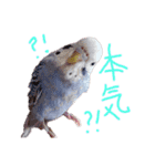すけかく4（個別スタンプ：39）