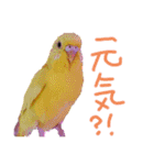 すけかく4（個別スタンプ：40）
