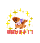 29.Hana（個別スタンプ：7）