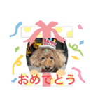 チェブ 5（個別スタンプ：1）