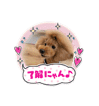 チェブ 5（個別スタンプ：13）