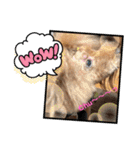 チェブ 5（個別スタンプ：15）