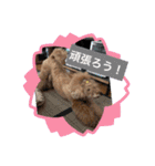 チェブ 5（個別スタンプ：17）