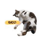 眠い猫スタンプ（個別スタンプ：1）