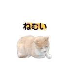 眠い猫スタンプ（個別スタンプ：3）
