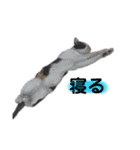 眠い猫スタンプ（個別スタンプ：6）