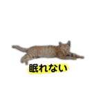 眠い猫スタンプ（個別スタンプ：9）