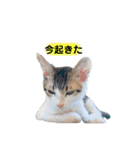 眠い猫スタンプ（個別スタンプ：10）