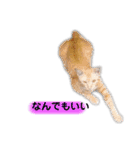 眠い猫スタンプ（個別スタンプ：15）