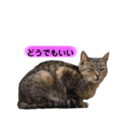 眠い猫スタンプ（個別スタンプ：16）