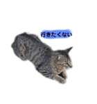 眠い猫スタンプ（個別スタンプ：19）