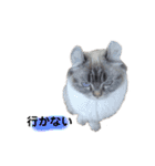 眠い猫スタンプ（個別スタンプ：20）