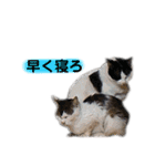 眠い猫スタンプ（個別スタンプ：22）