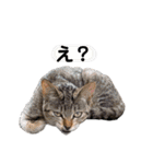 眠い猫スタンプ（個別スタンプ：23）