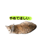 眠い猫スタンプ（個別スタンプ：28）