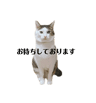 にゃお＆そー5（個別スタンプ：4）