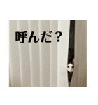にゃお＆そー5（個別スタンプ：6）