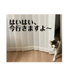 にゃお＆そー5（個別スタンプ：7）