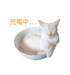 猫まる茶屋！4周年記念(写真Ver.)（個別スタンプ：19）