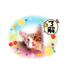 おばなさんちのニャンコ5（個別スタンプ：1）