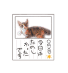 おばなさんちのニャンコ5（個別スタンプ：9）