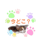 おばなさんちのニャンコ5（個別スタンプ：11）