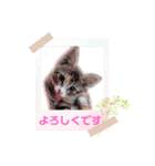 おばなさんちのニャンコ5（個別スタンプ：13）