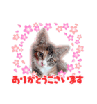 おばなさんちのニャンコ5（個別スタンプ：16）