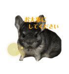 チンチラのコトロちゃん まとめ（個別スタンプ：4）