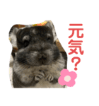 チンチラのコトロちゃん まとめ（個別スタンプ：12）