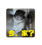 チンチラのコトロちゃん まとめ（個別スタンプ：13）