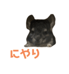 チンチラのコトロちゃん まとめ（個別スタンプ：19）